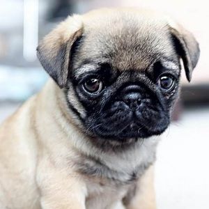 Meet your Posher, Elliott